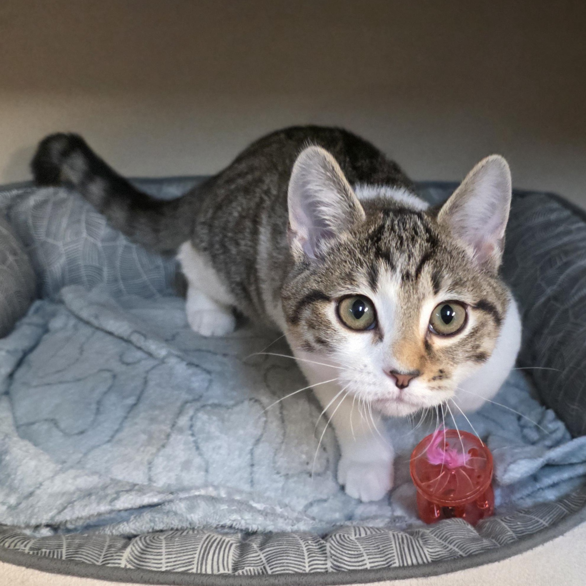 Enlarge Cassie, an adoptable mixed breed in Greensboro, NC image 6/6