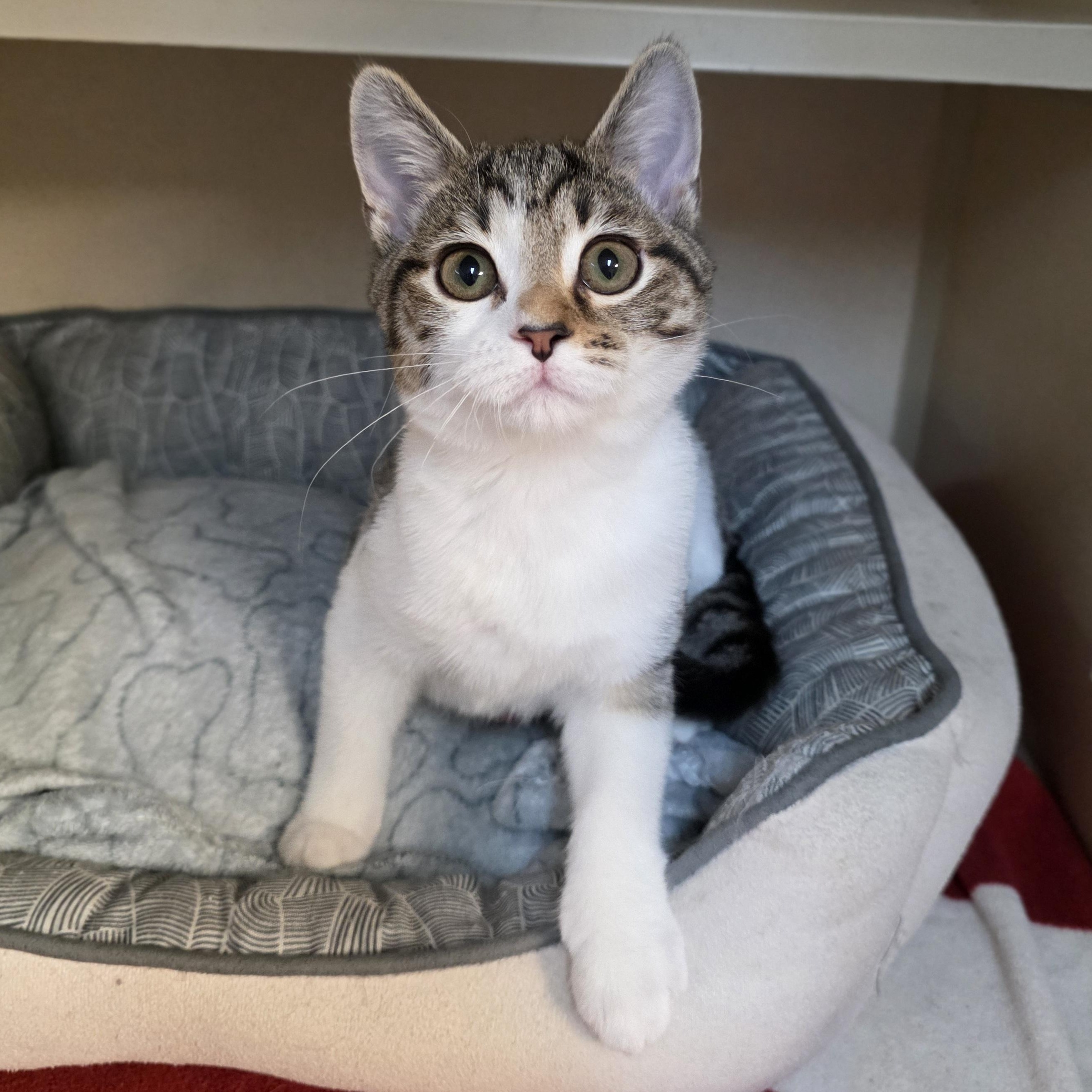 Cassie, adoptable, Kitten Female Tabby & Domestic Short Hair.