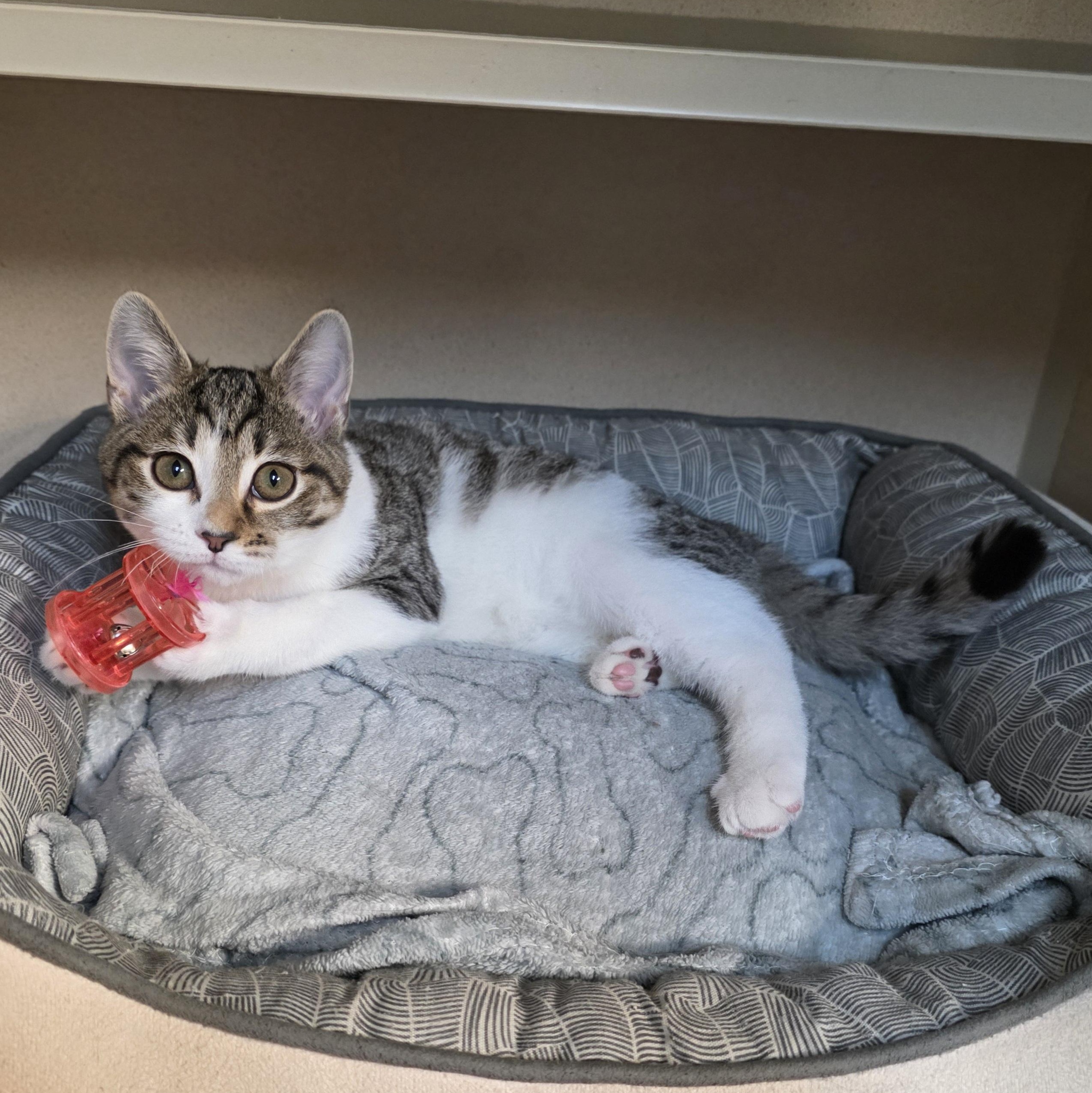 Enlarge Cassie, an adoptable mixed breed in Greensboro, NC image 2/6