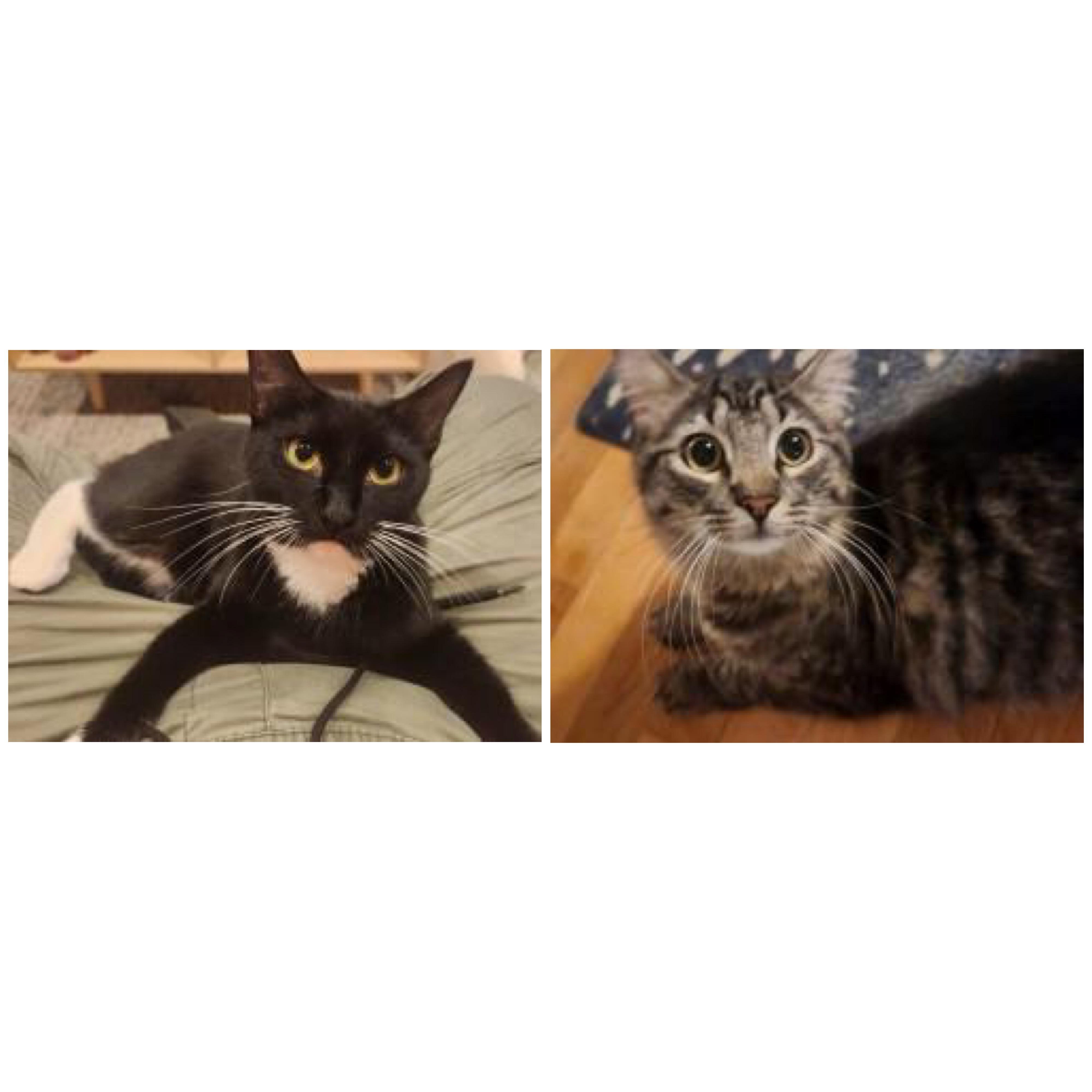 SIMON & PEGGY SUE, a Adoptable mixed breed in Caribou, ME image 1/6