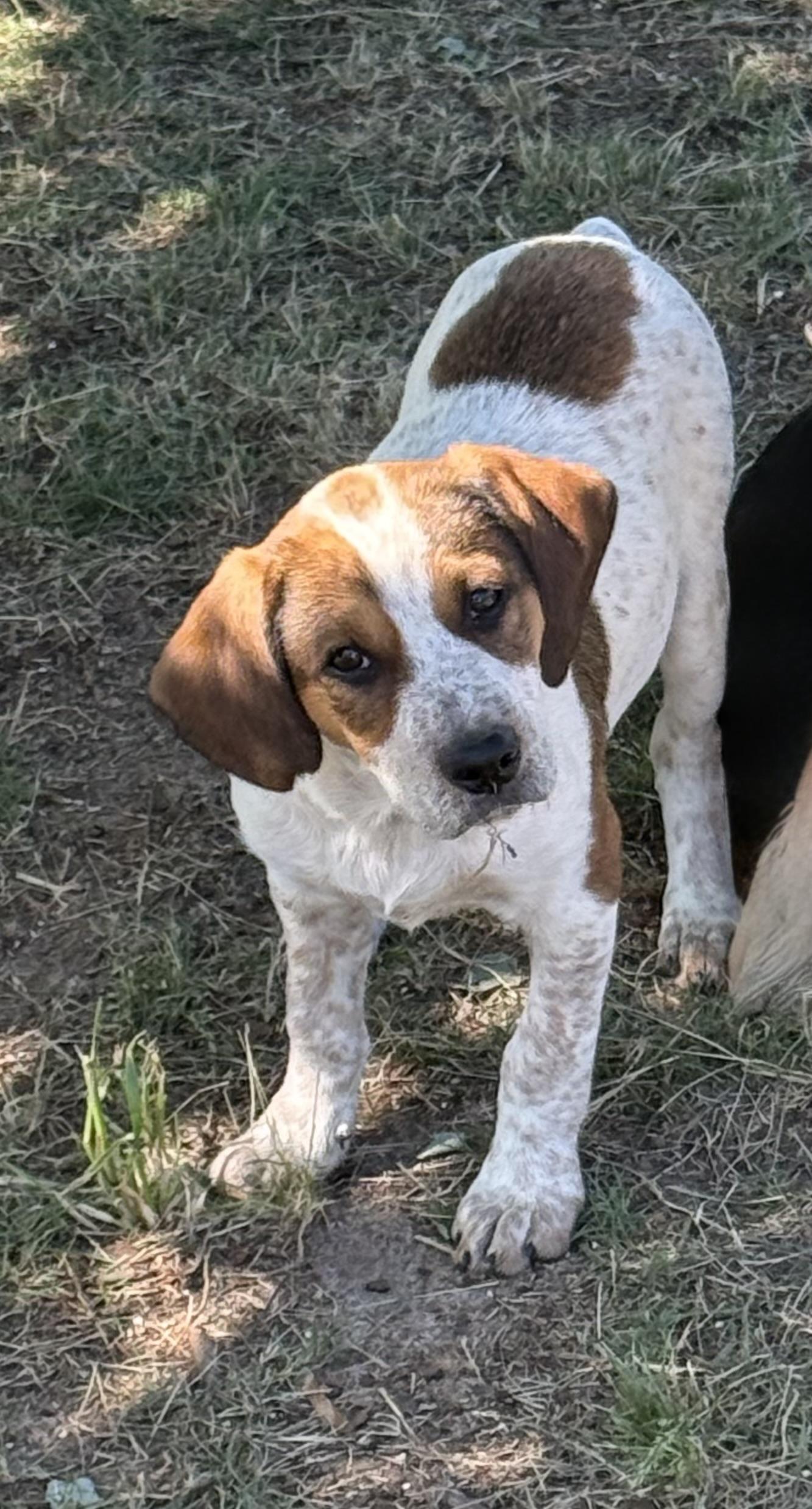 DIXIE, ADOPTABLE, Puppy Female Hound & Labrador Retriever.