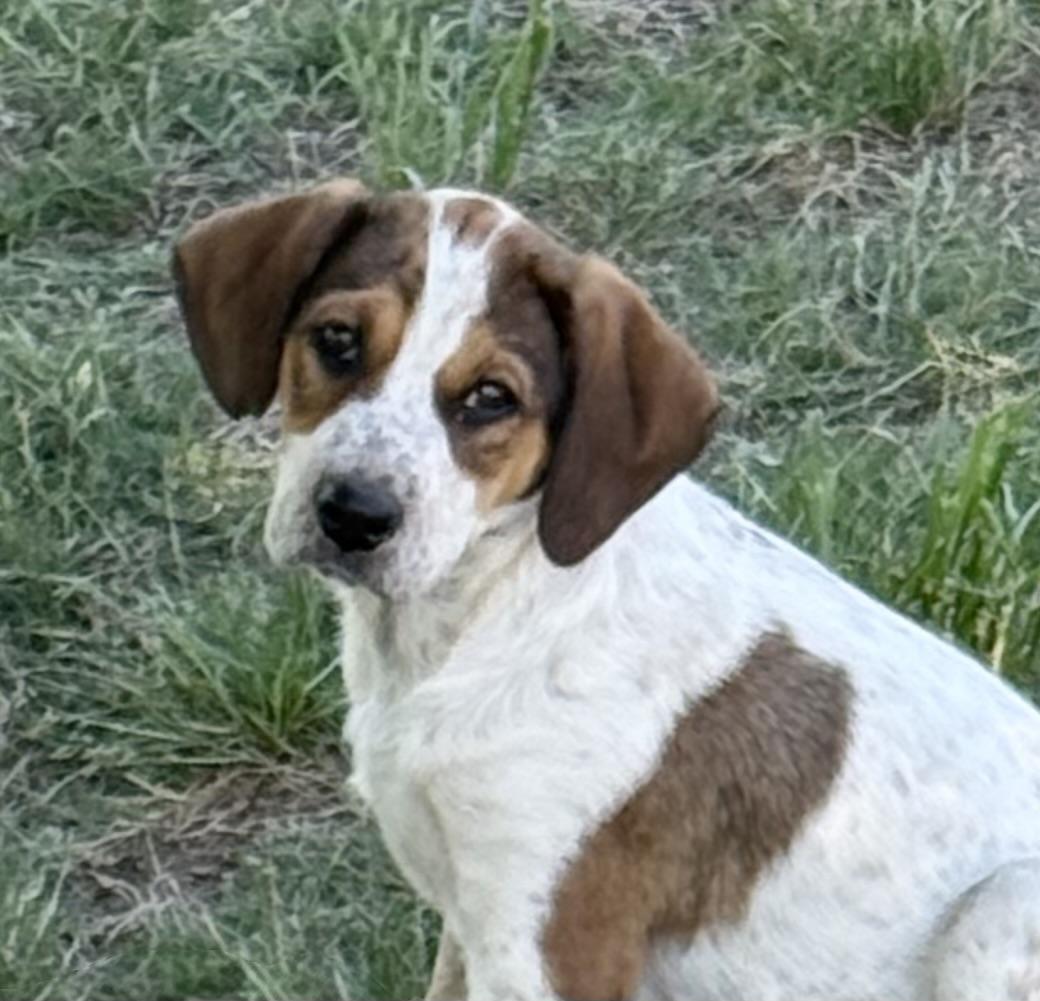 Enlarge DIXIE, a ADOPTABLE mixed breed in Dumont, NJ image 2/3