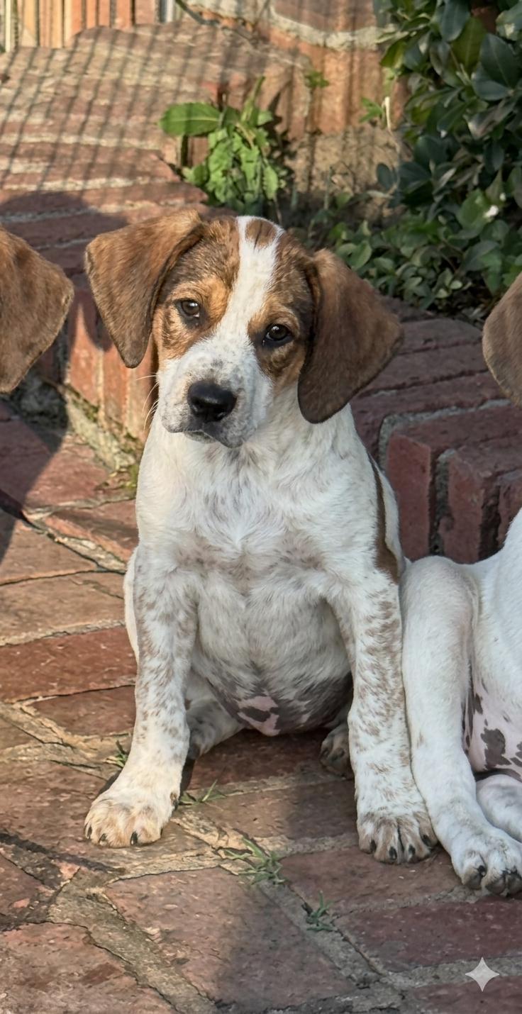 Enlarge DIXIE, a ADOPTABLE mixed breed in Dumont, NJ image 3/3