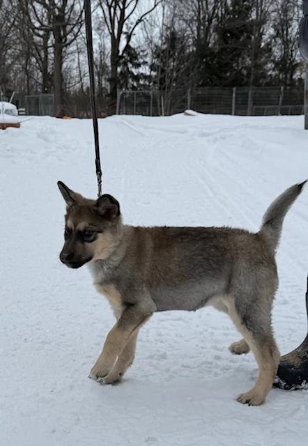 Enlarge Tessa, an adopted German Shepherd Dog in Pointe-Fortune, QC image 3/3