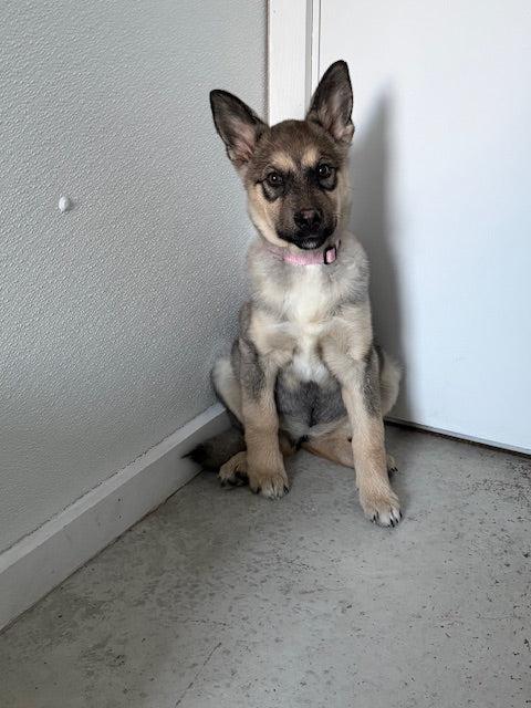 Enlarge Tessa, an adopted German Shepherd Dog in Pointe-Fortune, QC image 2/3