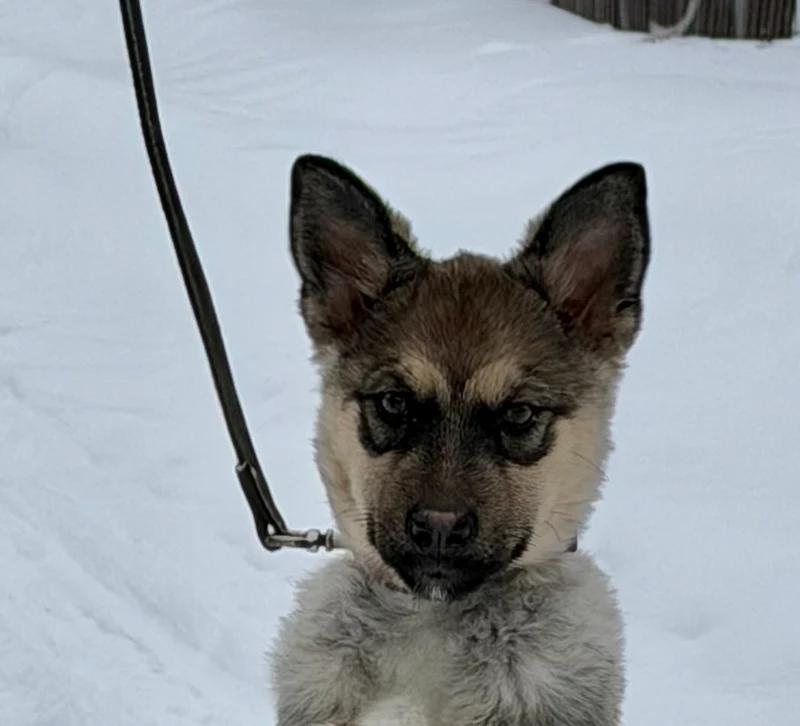 Enlarge Tessa, an adopted German Shepherd Dog in Pointe-Fortune, QC image 1/3