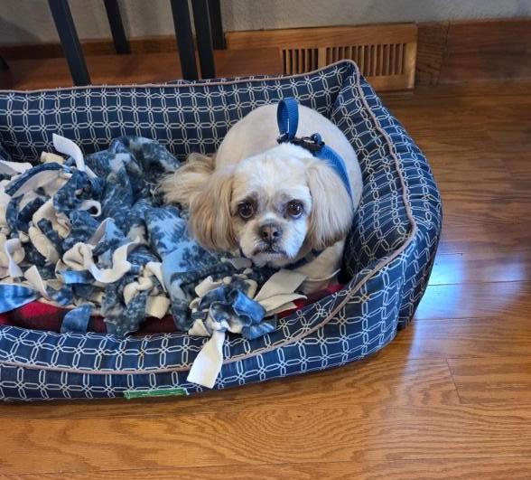 Champ, a ADOPTABLE Shih Tzu in Waverly, IA image 3/5