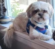 Champ, a ADOPTABLE Shih Tzu in Waverly, IA image 1/5