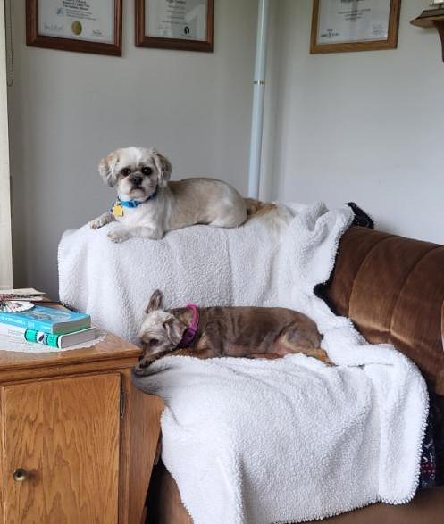 Champ, a ADOPTABLE Shih Tzu in Waverly, IA image 5/5