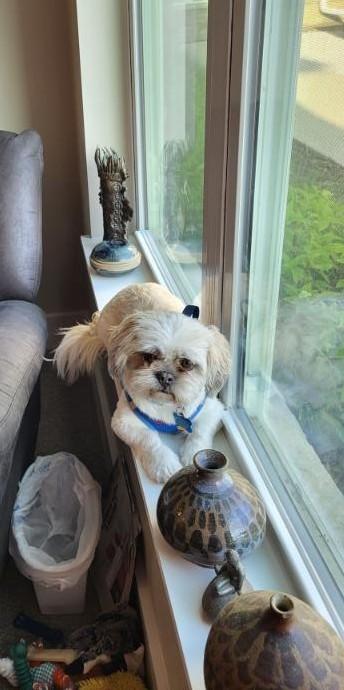 Champ, a ADOPTABLE Shih Tzu in Waverly, IA image 2/5