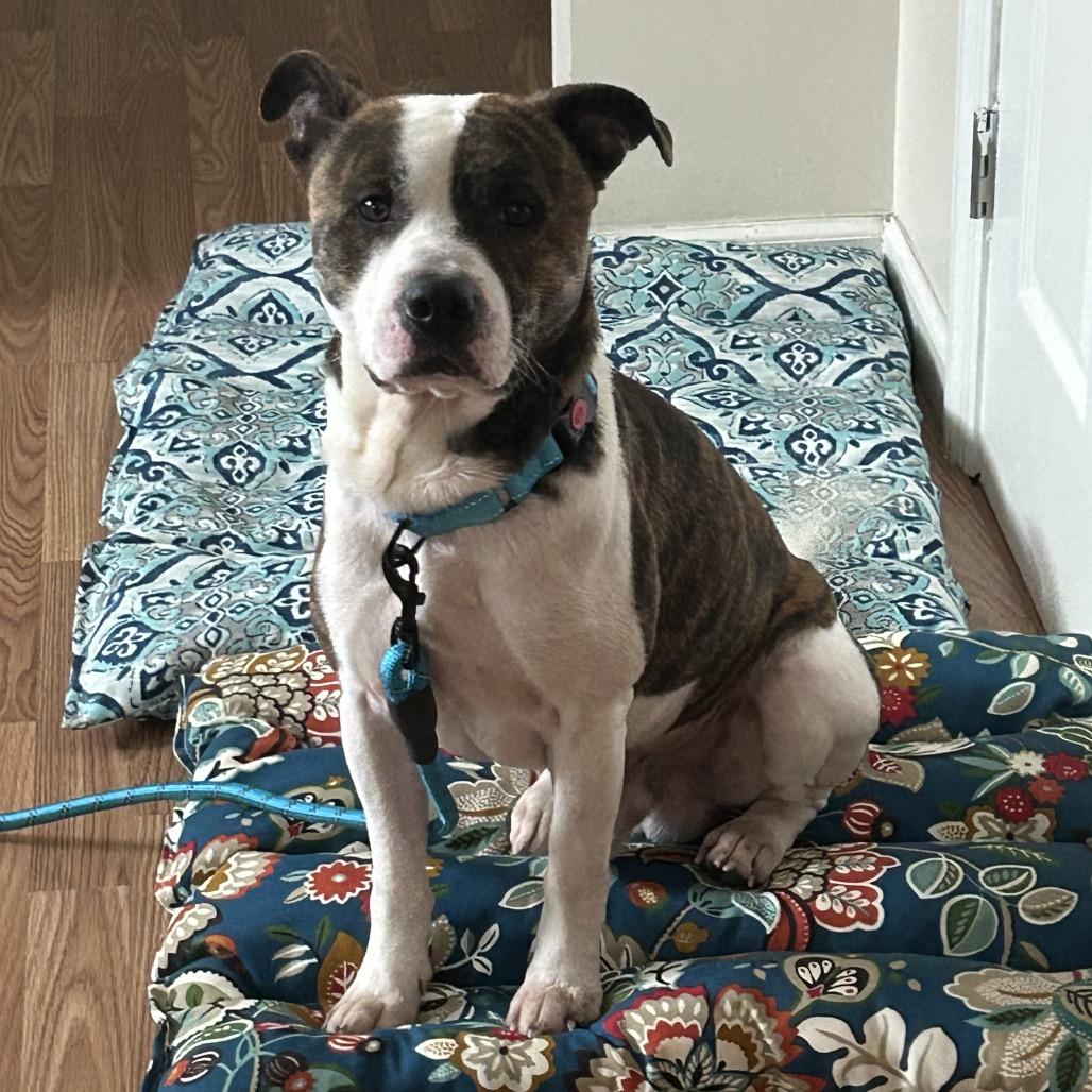 Teddy, Adoptable, Adult Male Mixed Breed.