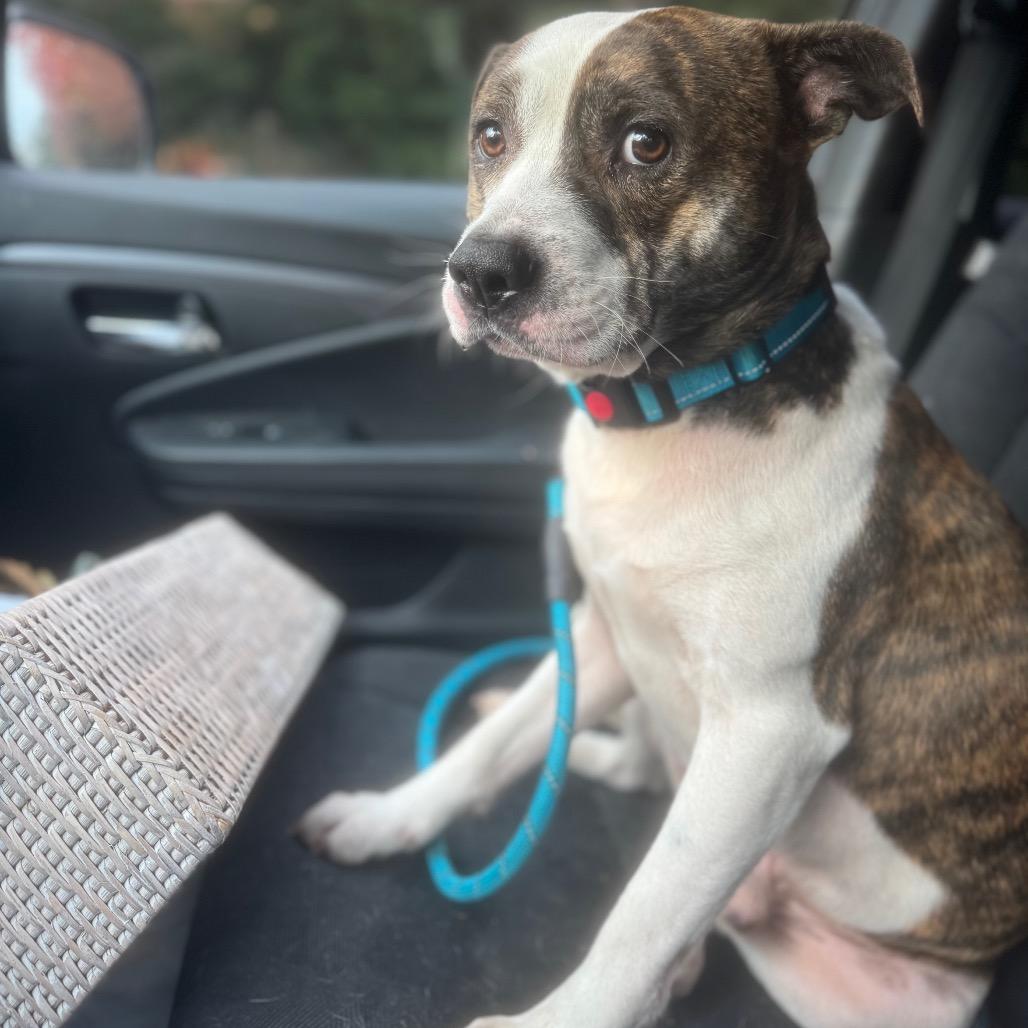 Enlarge Teddy, a Adoptable Mixed Breed in Franklin, TN image 2/5