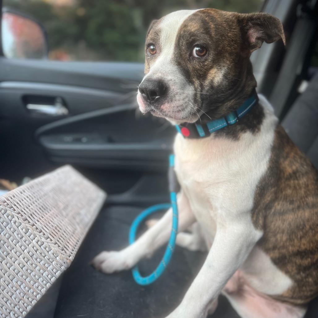 Enlarge Teddy, a Adoptable Mixed Breed in Franklin, TN image 3/5