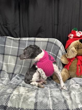 Ralph, Adoptable, Adult Male Havanese & Mixed Breed.