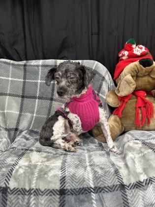 Enlarge Ralph, a Adoptable mixed breed in McCook, NE image 2/3