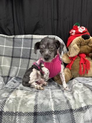 Enlarge Ralph, a Adoptable mixed breed in McCook, NE image 3/3