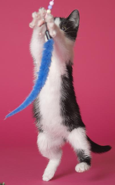 Astrid, a ADOPTABLE Domestic Short Hair in Chicago, IL image 4/6