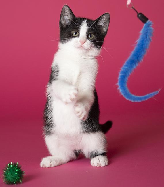 Astrid, a ADOPTABLE Domestic Short Hair in Chicago, IL image 5/6