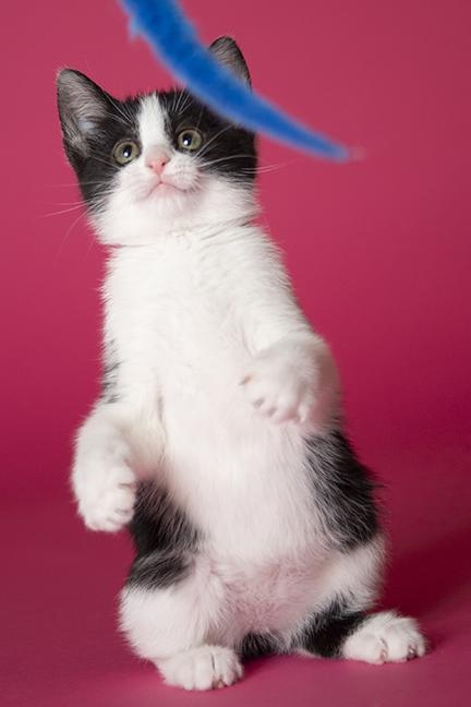 Astrid, a ADOPTABLE Domestic Short Hair in Chicago, IL image 6/6