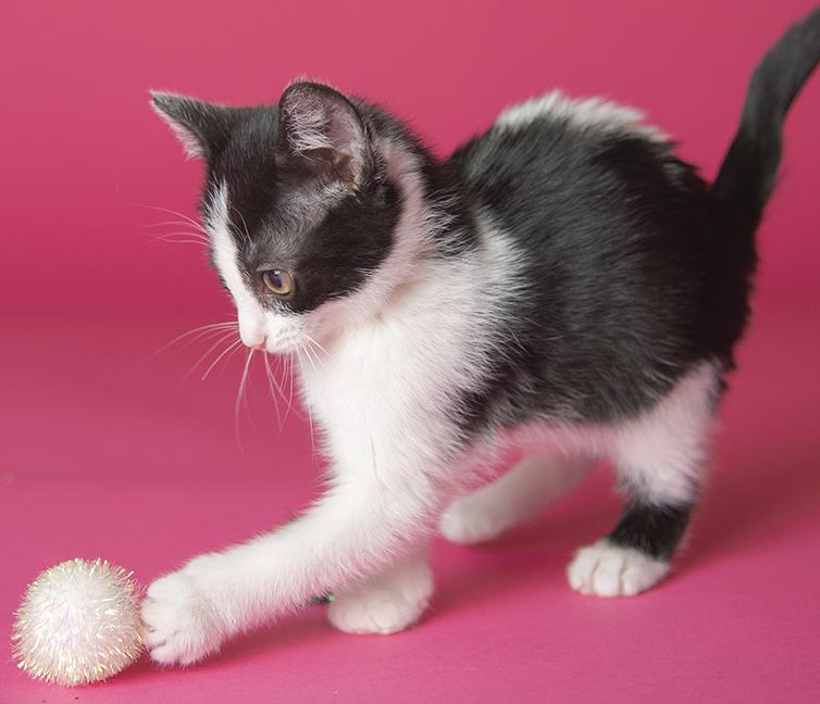 Astrid, ADOPTABLE, Kitten Female Domestic Short Hair.