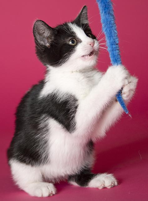 Astrid, a ADOPTABLE Domestic Short Hair in Chicago, IL image 2/6