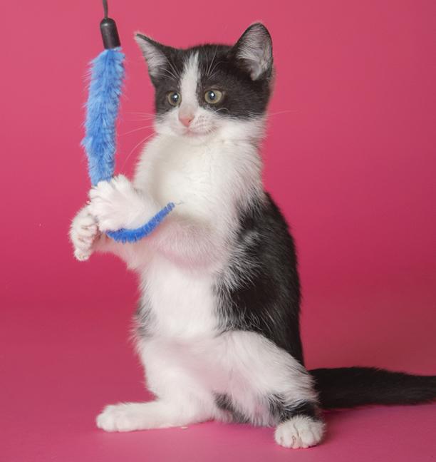 Astrid, a ADOPTABLE Domestic Short Hair in Chicago, IL image 3/6