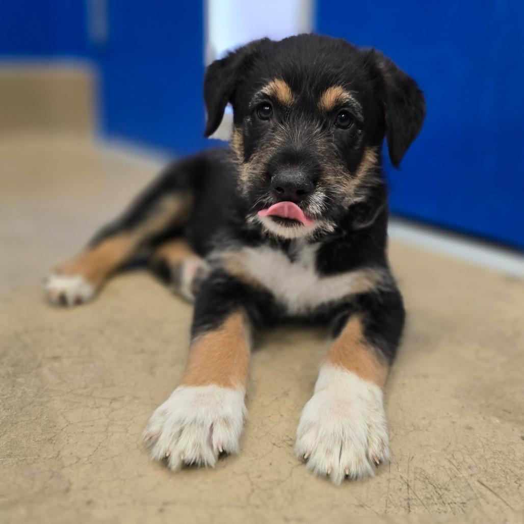 Tristan, Adoptable, Puppy Male Mixed Breed.
