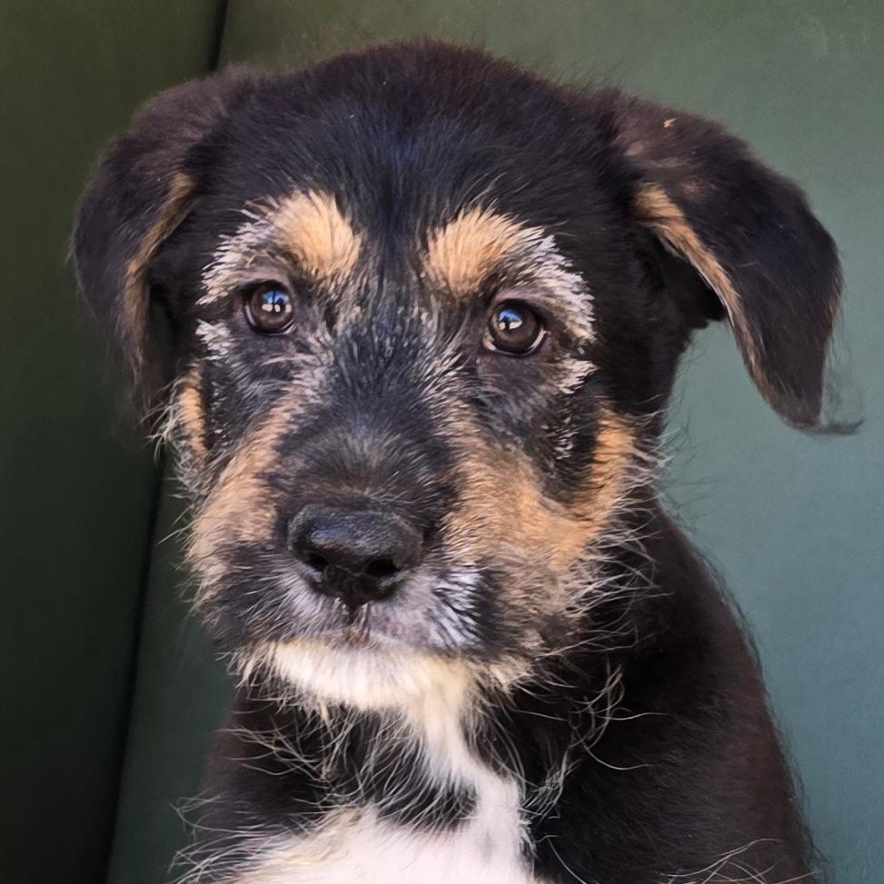 Tristan, a Adoptable Mixed Breed in Wickenburg, AZ image 2/5