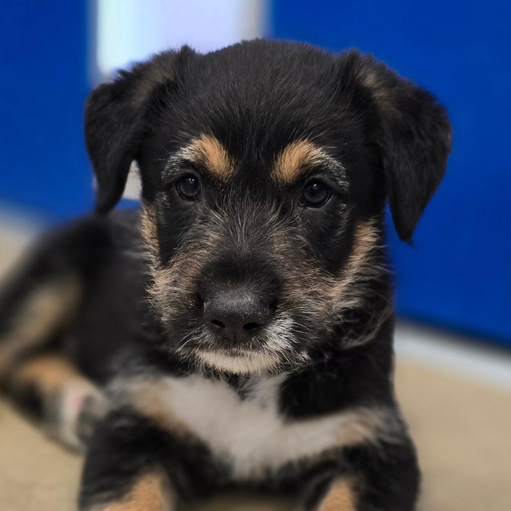 Tristan, a Adoptable Mixed Breed in Wickenburg, AZ image 3/5
