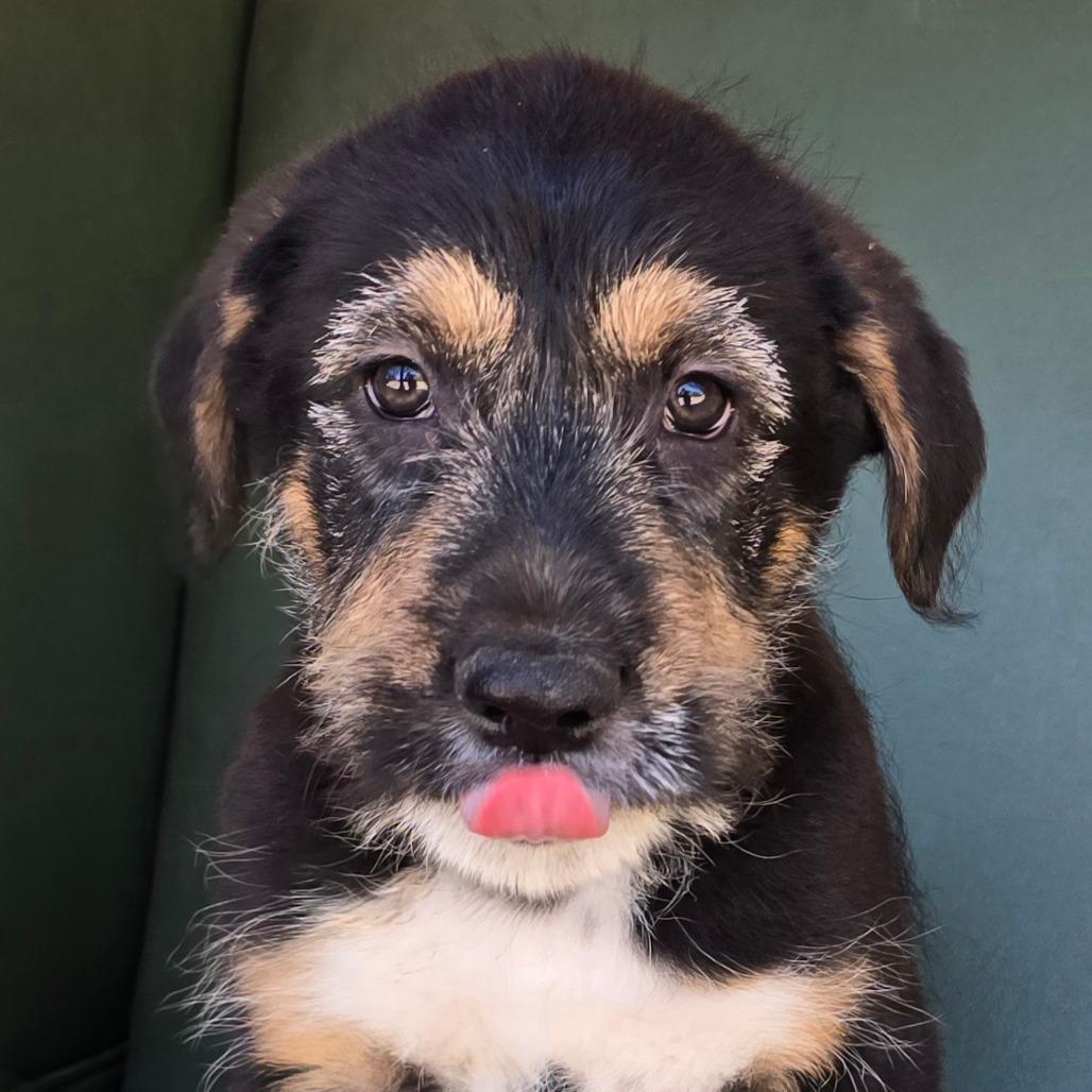 Tristan, a Adoptable Mixed Breed in Wickenburg, AZ image 4/5