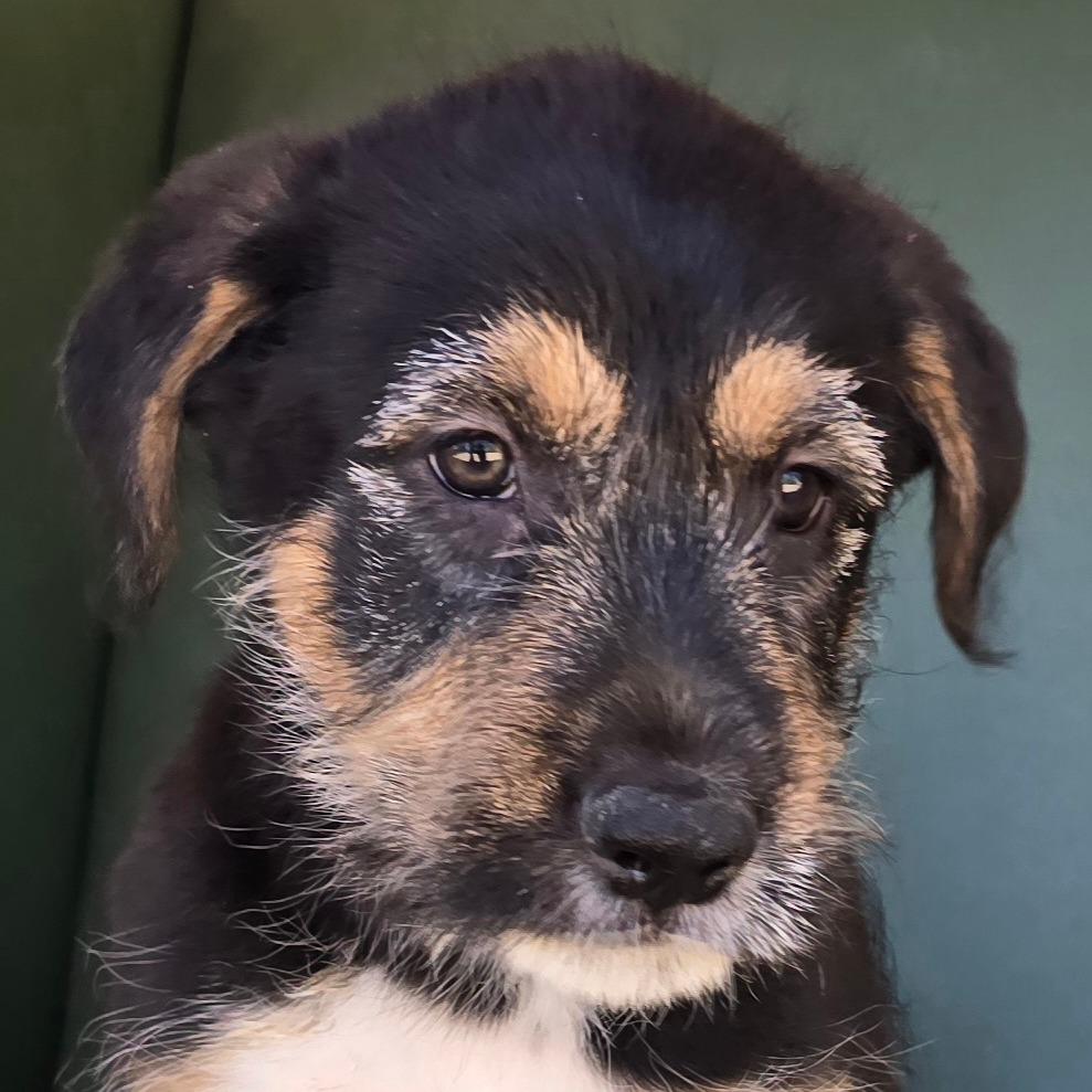 Tristan, a Adoptable Mixed Breed in Wickenburg, AZ image 5/5