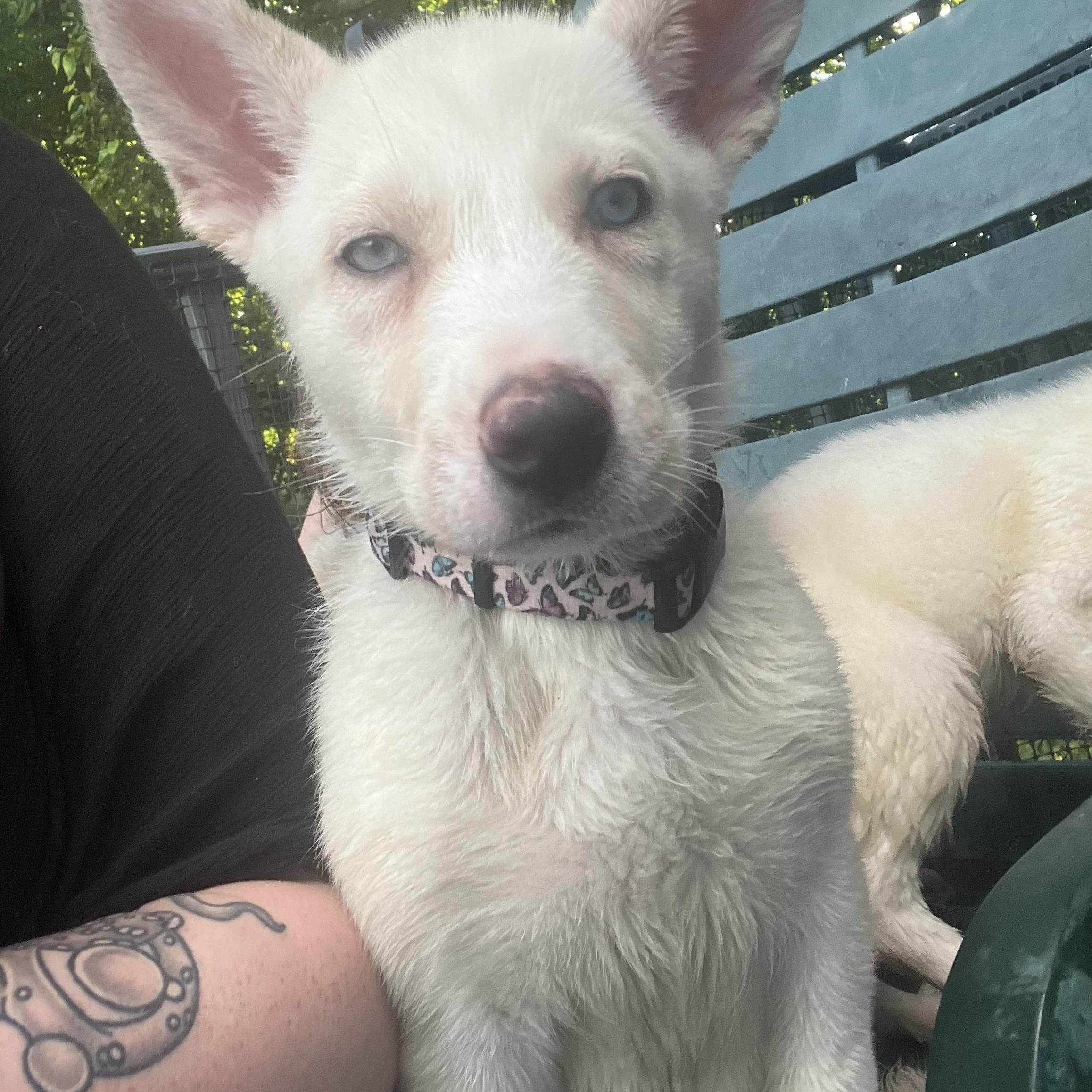 Abbey, Adopted, Puppy Female Labrador Retriever.