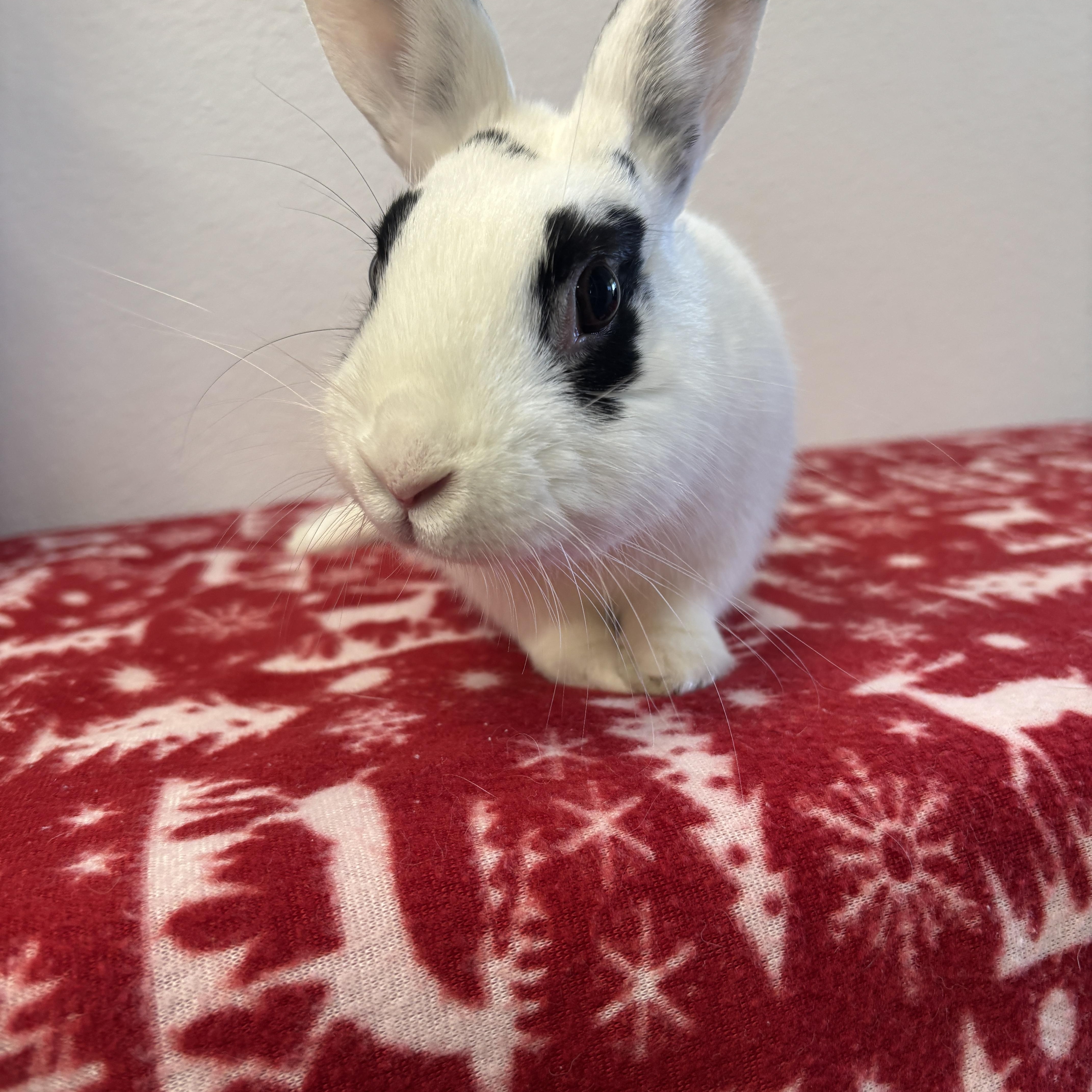 Enlarge Foggy, an adopted Bunny Rabbit in Long Beach, CA image 1/2