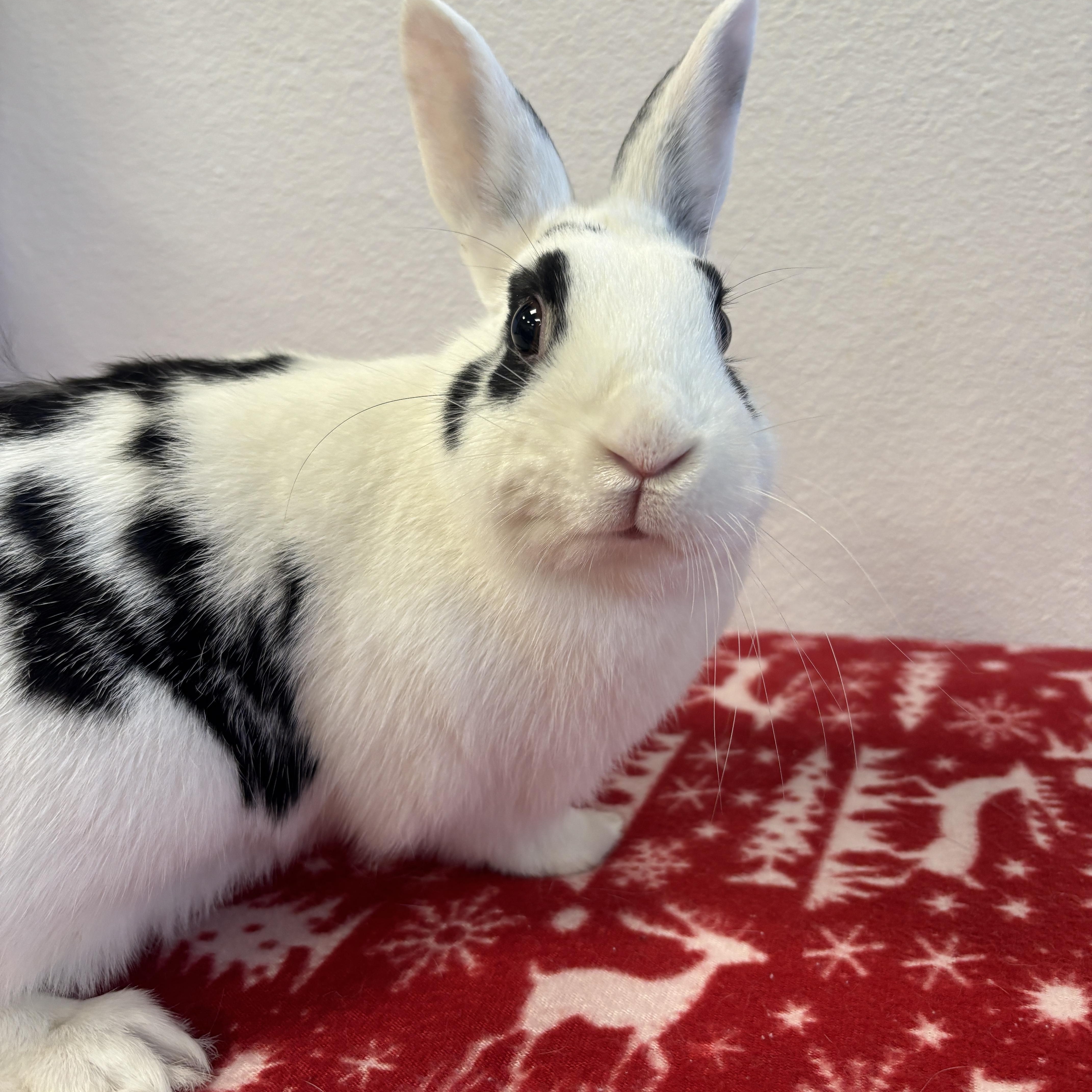 Enlarge Foggy, an adopted Bunny Rabbit in Long Beach, CA image 2/2