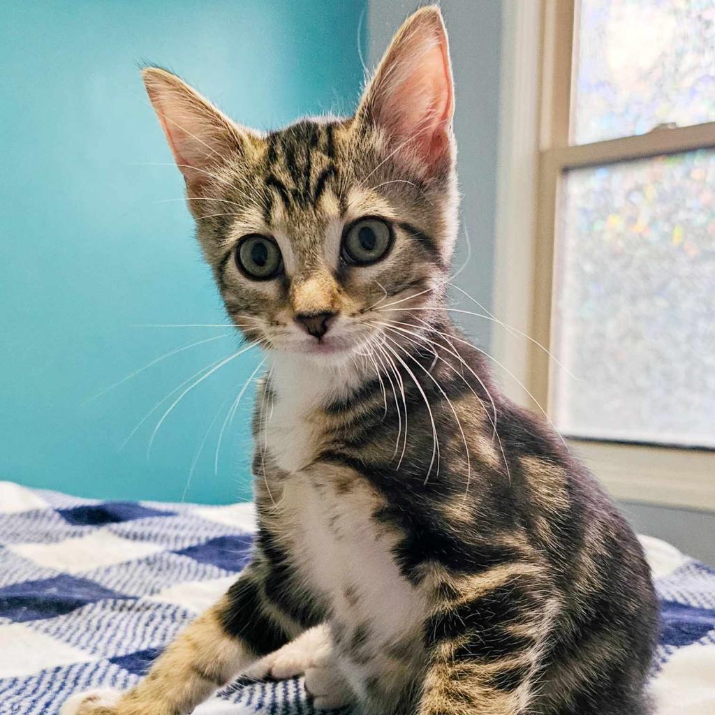 Enlarge Brie, a Adoptable Domestic Short Hair in Danville, IL image 1/3