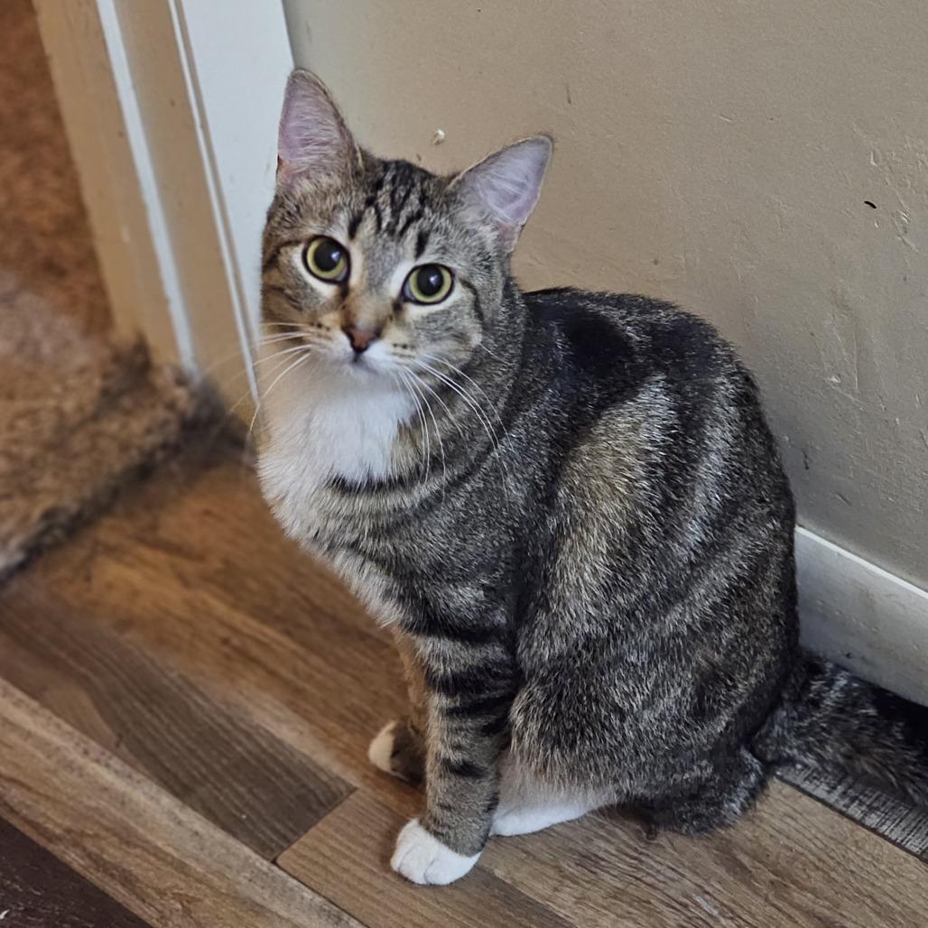 Enlarge Brie, a Adoptable Domestic Short Hair in Danville, IL image 2/3