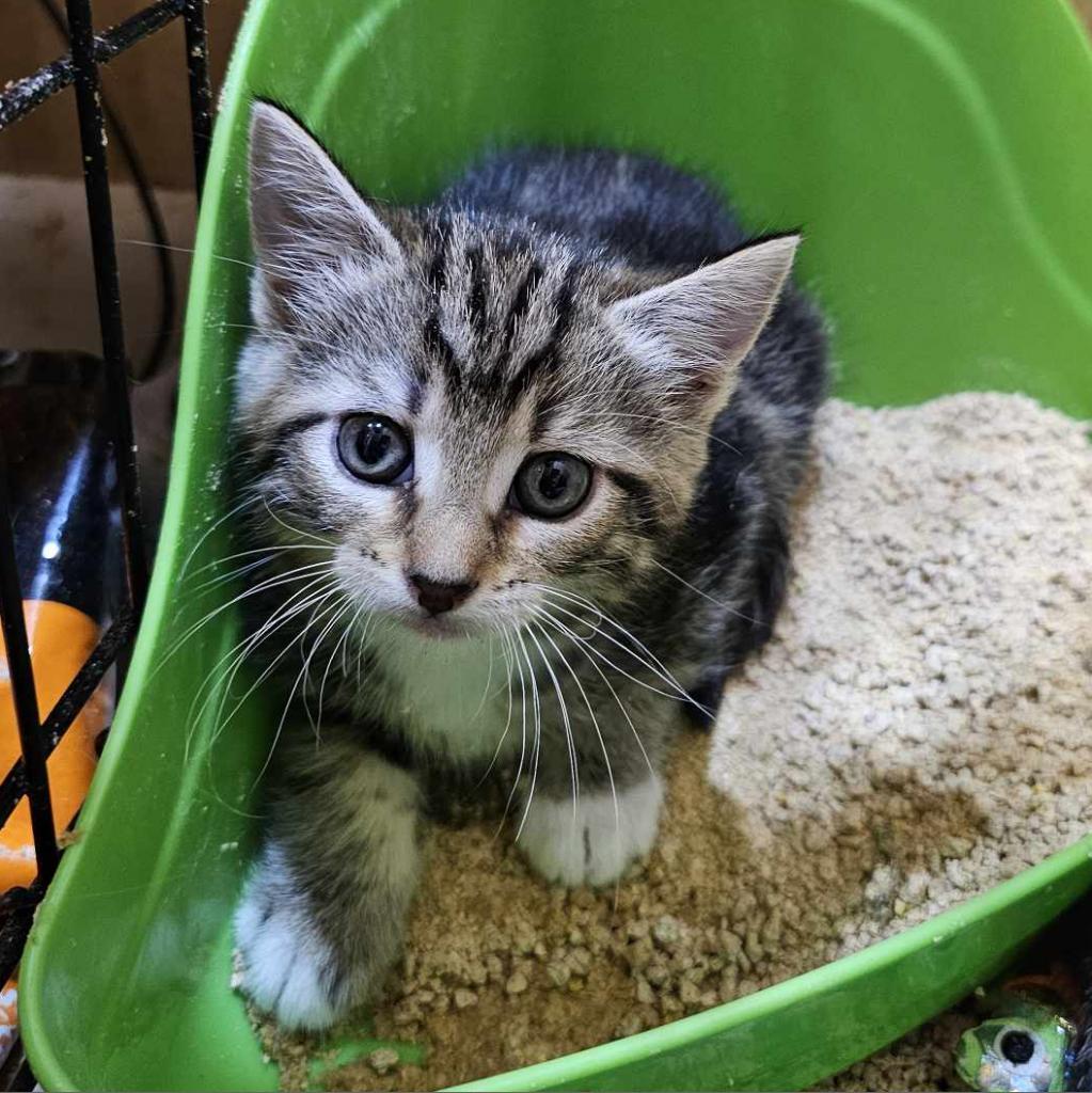 Enlarge Brie, a Adoptable Domestic Short Hair in Danville, IL image 3/3