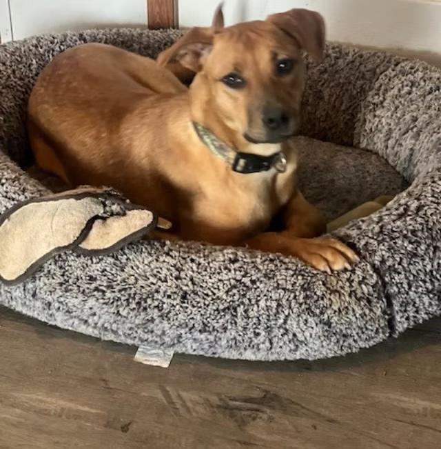 Abby - Maine, Adoptable, Young Female Mixed Breed.