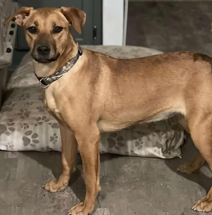 Abby - Maine, a Adoptable Mixed Breed in Kennebunkport, ME image 2/2