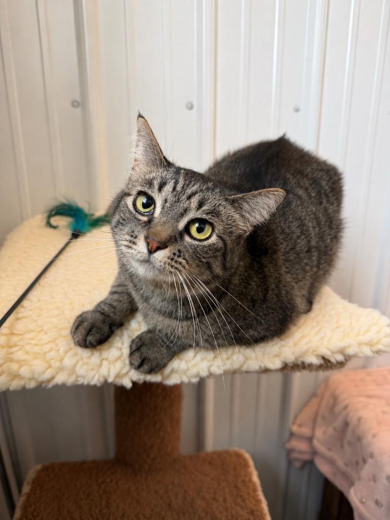 Enlarge Cinder - Long Term Resident- retired momma, a Adoptable mixed breed in Pierceton, IN image 1/5