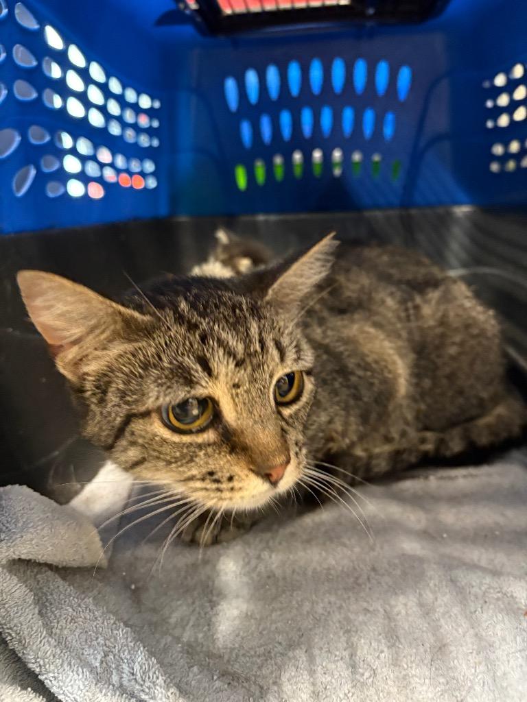 Enlarge Cinder - Long Term Resident- retired momma, a Adoptable mixed breed in Pierceton, IN image 2/5