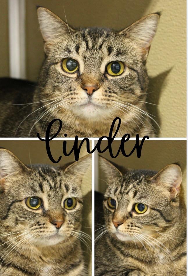 Enlarge Cinder - Long Term Resident- retired momma, a Adoptable mixed breed in Pierceton, IN image 3/5