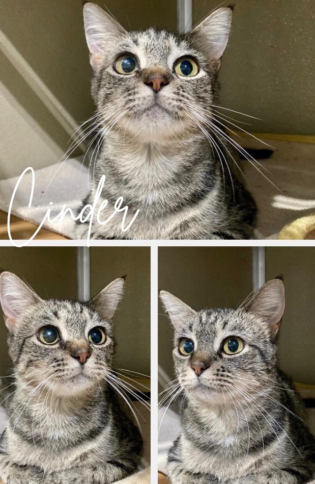 Enlarge Cinder - Long Term Resident- retired momma, a Adoptable mixed breed in Pierceton, IN image 4/5