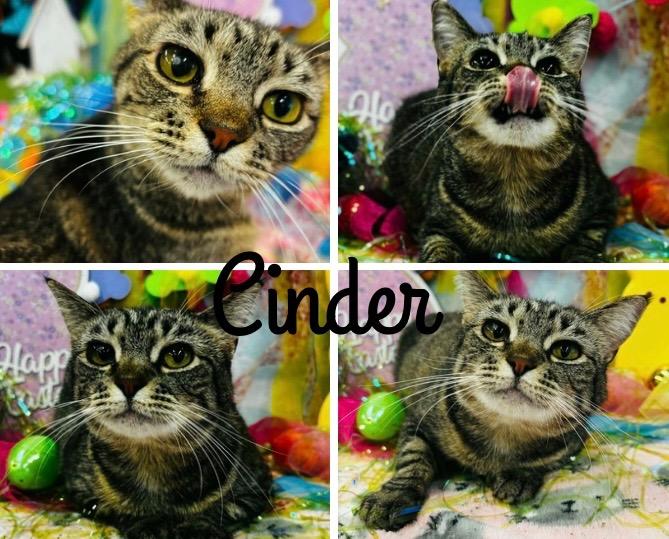 Enlarge Cinder - Long Term Resident- retired momma, a Adoptable mixed breed in Pierceton, IN image 5/5