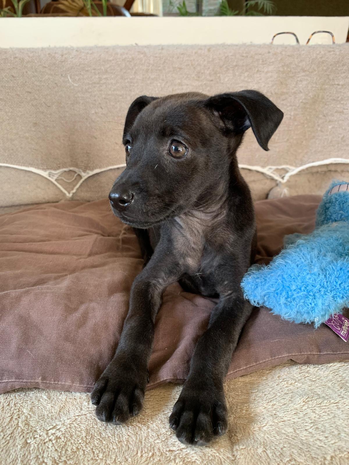 Enlarge Sadie, an adopted mixed breed in Burlington, ON image 2/5