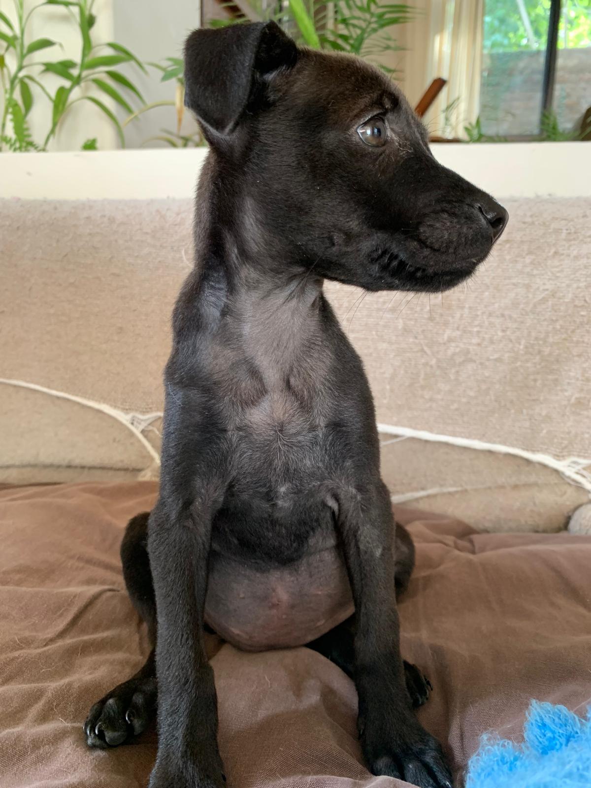 Enlarge Sadie, an adopted mixed breed in Burlington, ON image 3/5