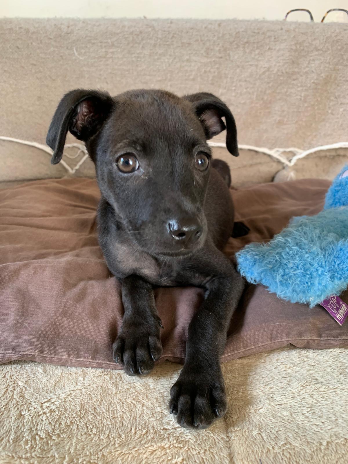 Enlarge Sadie, an adopted mixed breed in Burlington, ON image 1/5
