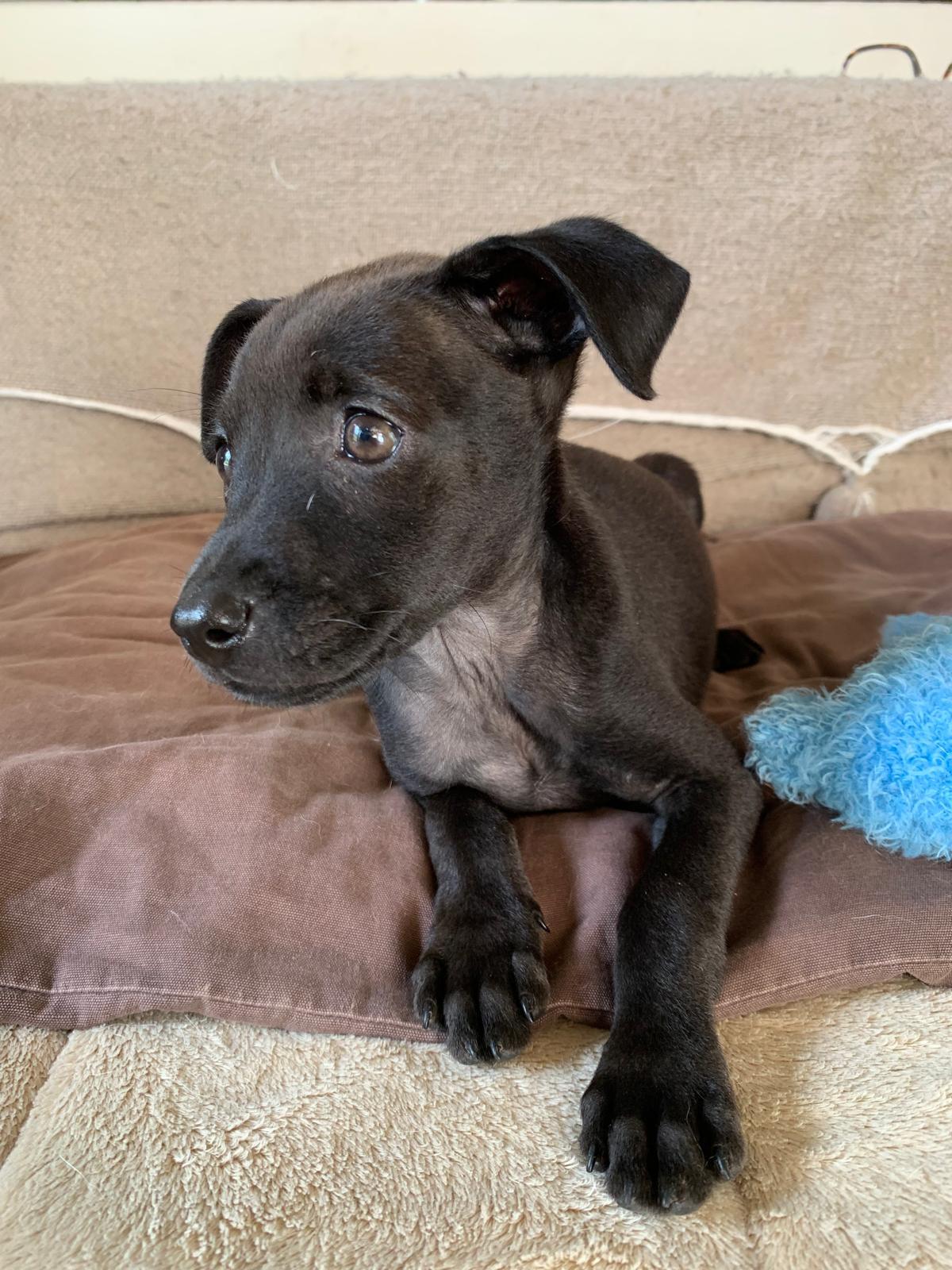 Enlarge Sadie, an adopted mixed breed in Burlington, ON image 4/5