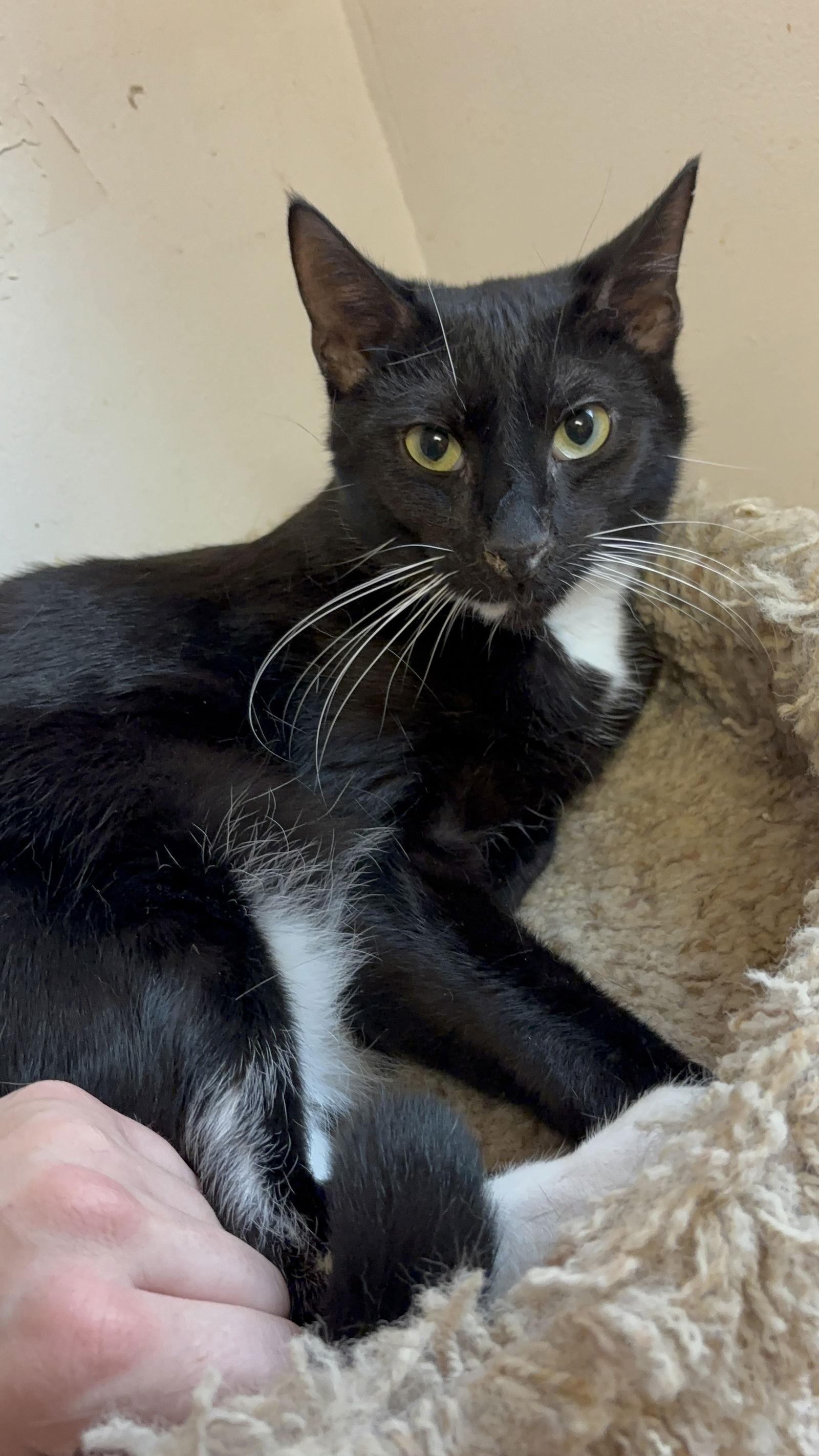 Oliver, Adoptable, Young Male Domestic Short Hair.