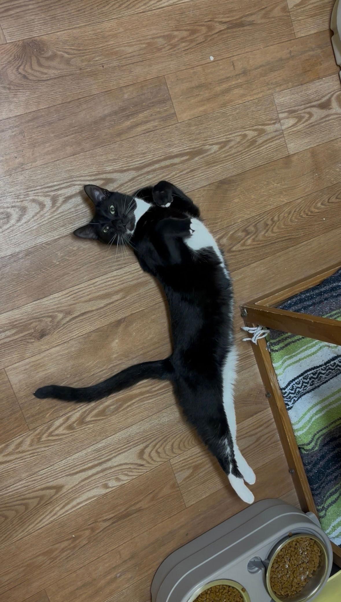 Oliver, Adoptable, Young Male Domestic Short Hair.